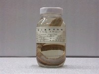 藏品(前肛鰻)的圖片